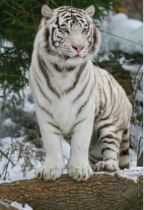 White tiger.png