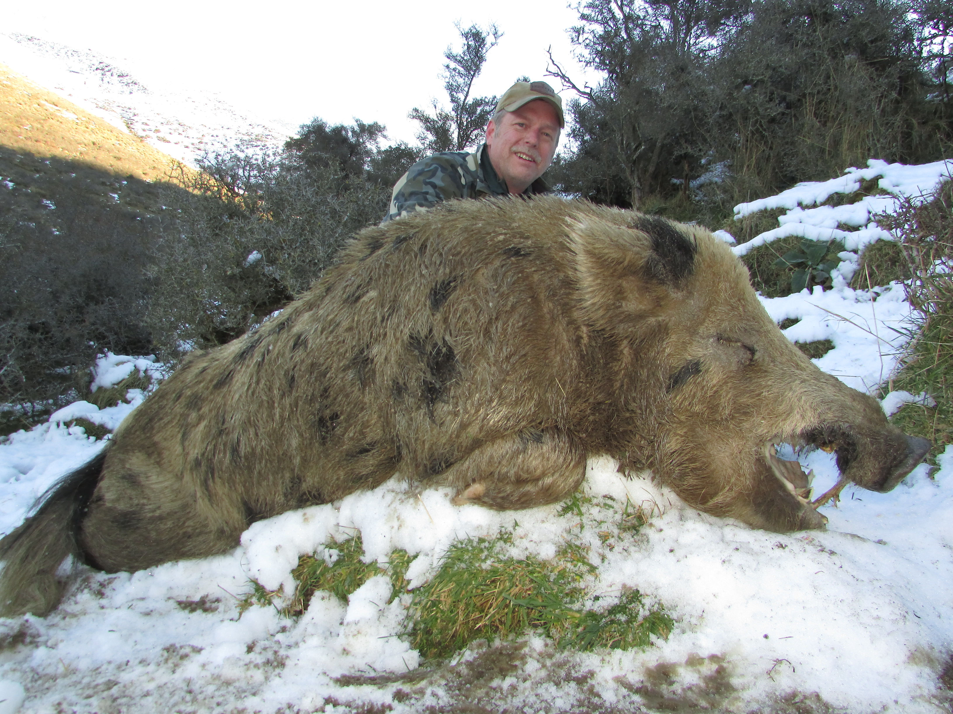 Wild Boar New Zealand.jpg