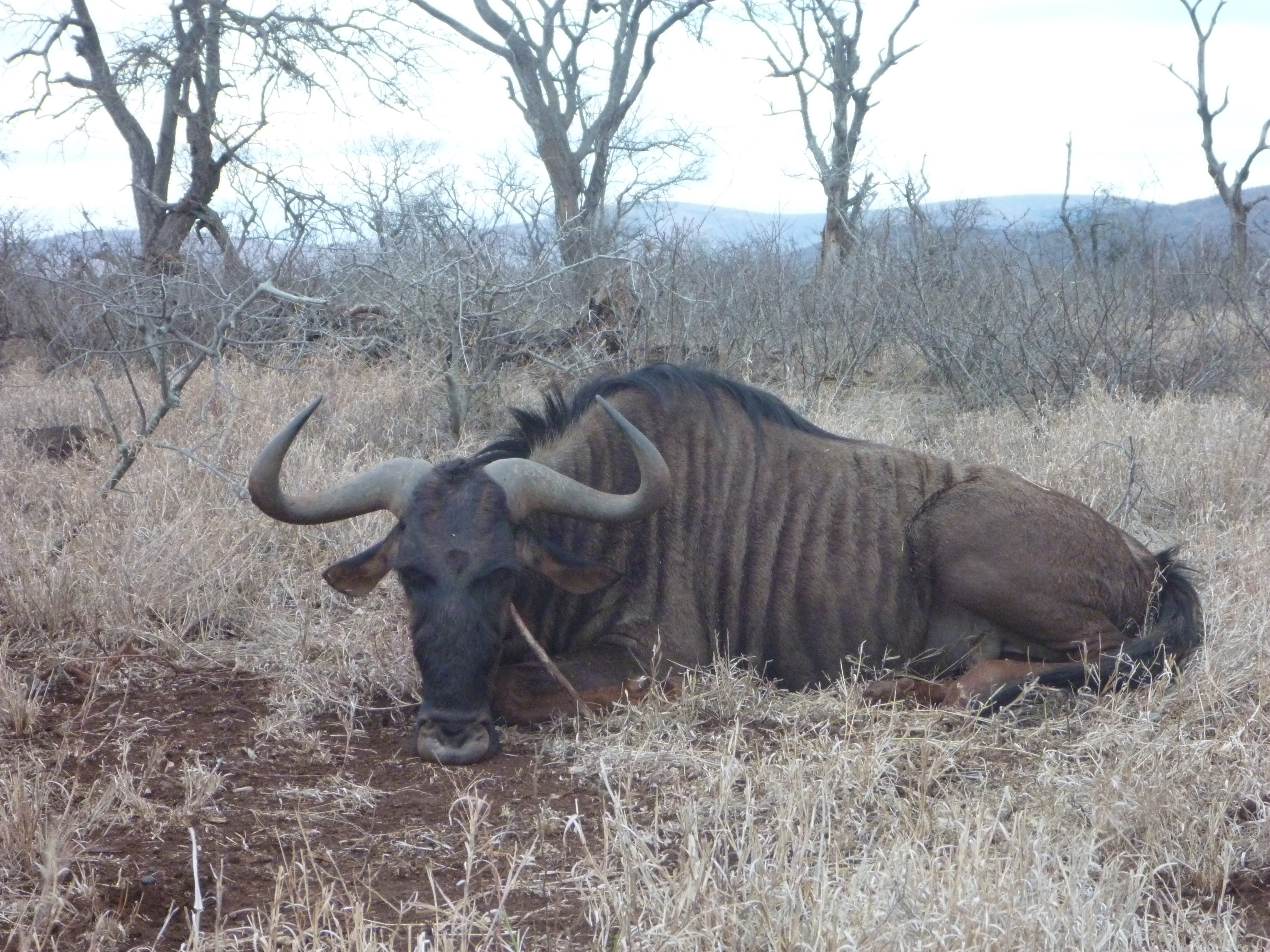 Wildebeest Trophy.jpg