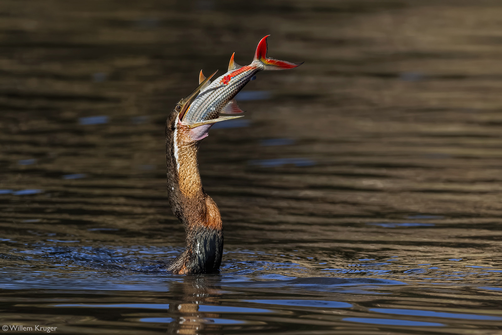 Willem-Kruger-Darter-tiger-fish-CHobe-River-Botswana.jpg