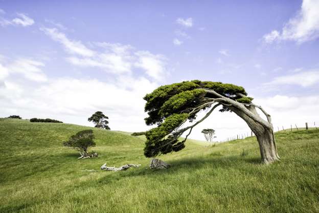 Windswept trees.jpg