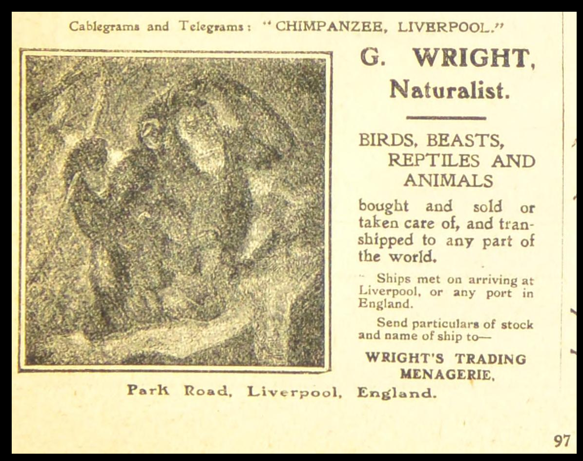 Wrights Trading Menagerie Advertisement 1906.png