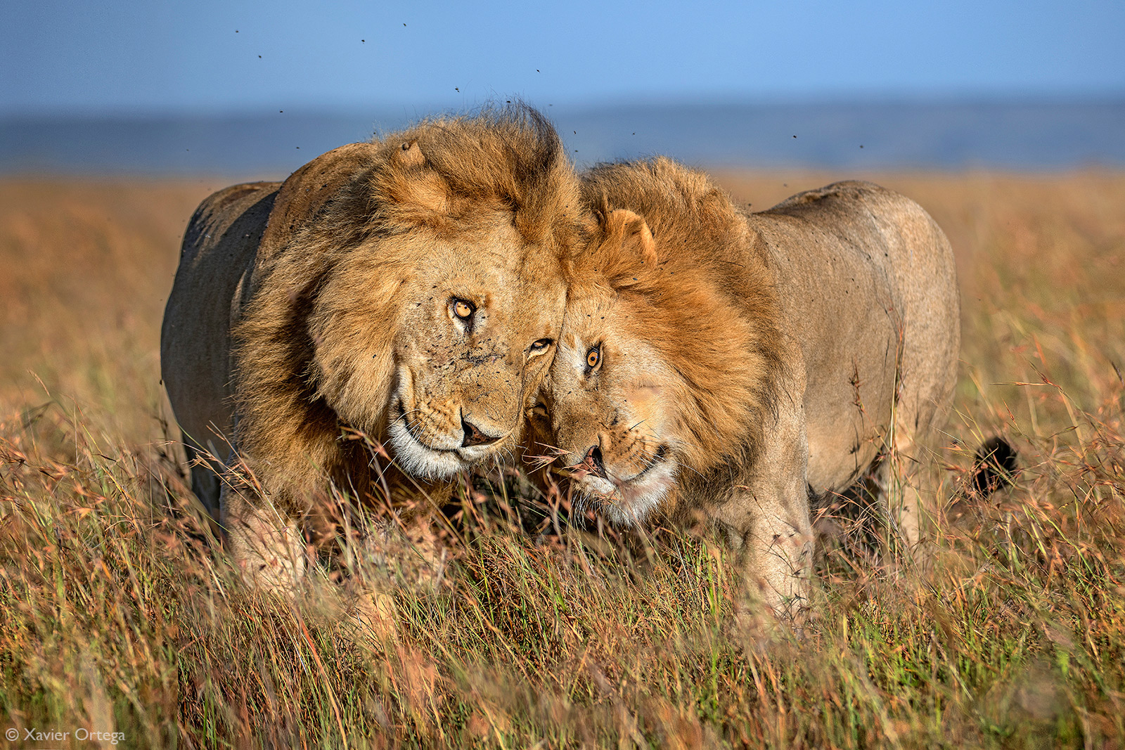 Xavier-Ortega_Bond-of-brothers_Masai-Mara-Kenya.jpg