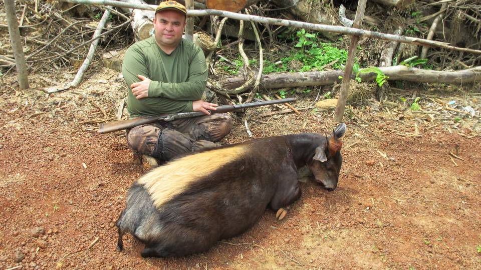 Yellow-Back-Duiker.jpeg