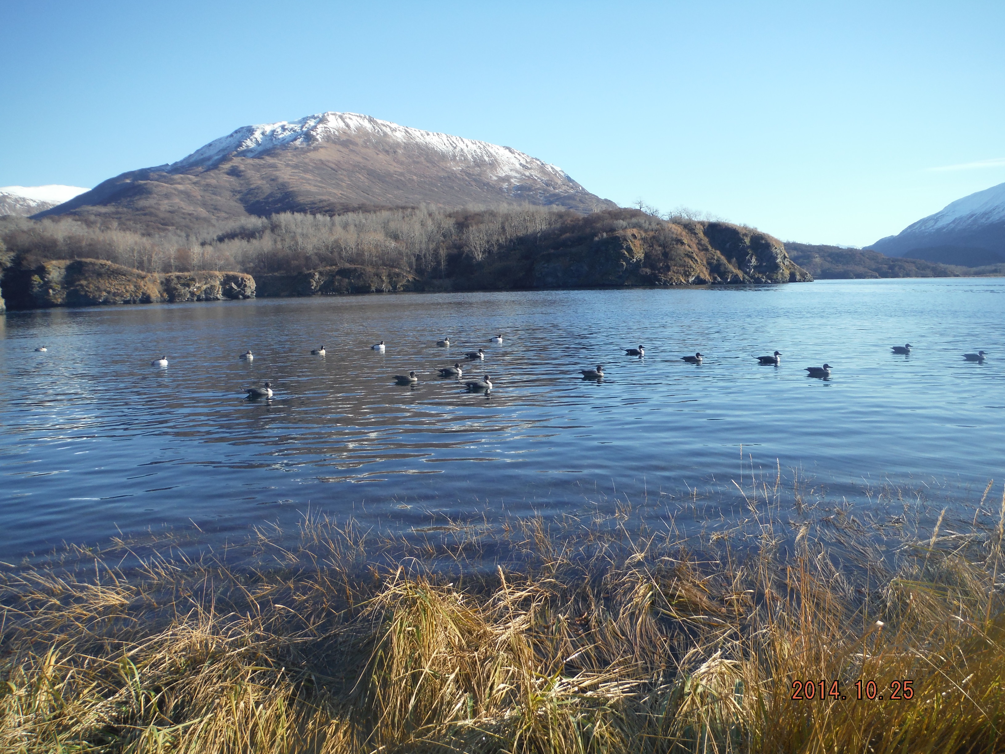 Zachar Bay Decoys 2014.JPG