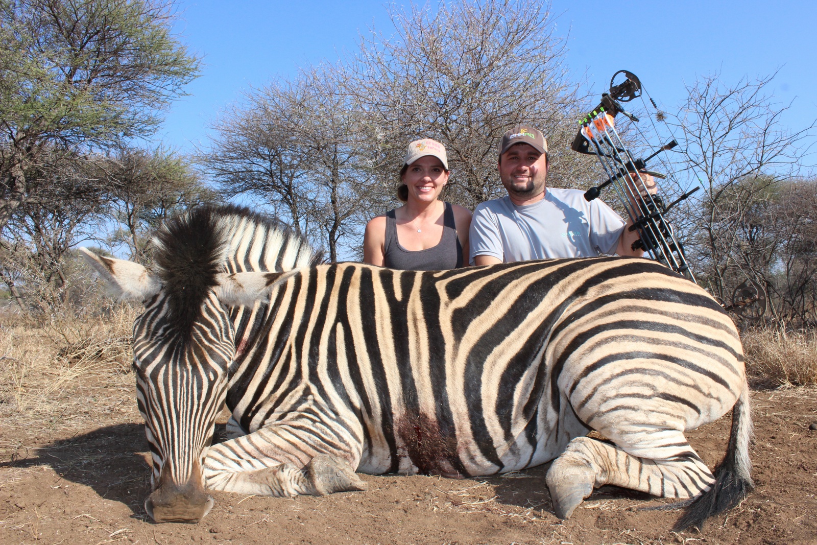 zebra couple bow.JPG