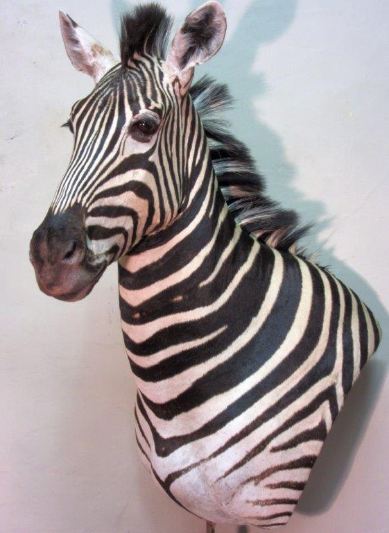 Zebra.jpg