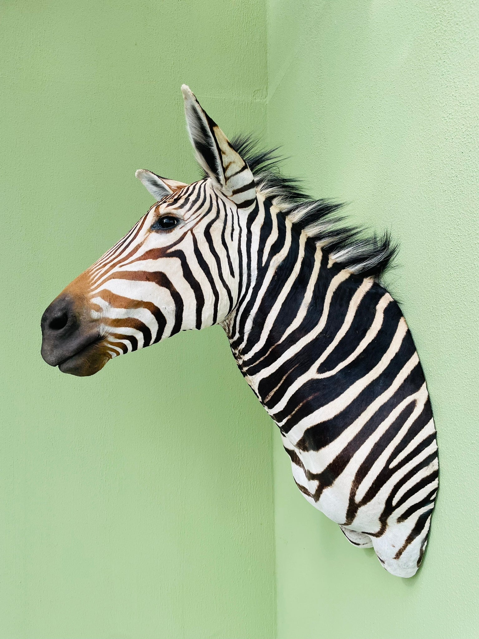 zebra-taxidermy-head-mounted1.jpeg