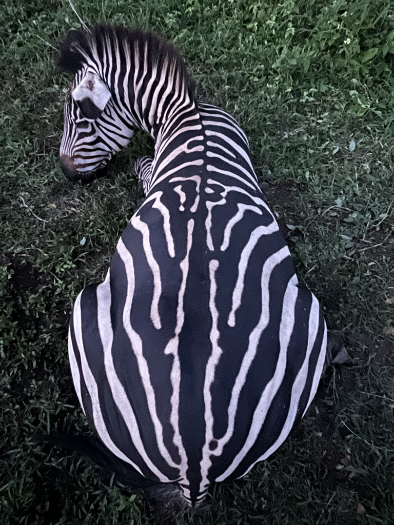 zebra2.jpeg