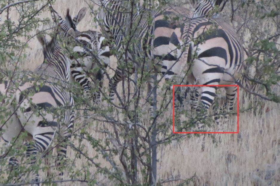 Zebra_zoom.JPG