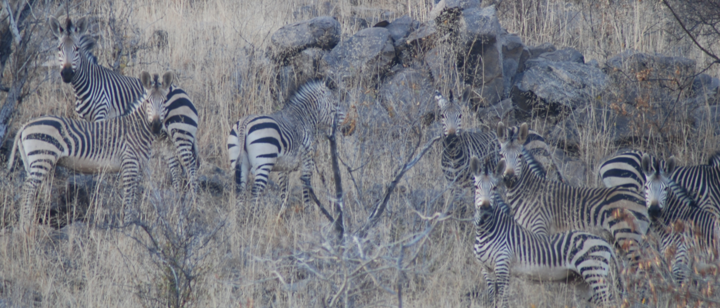 Zebras-1400x600.png