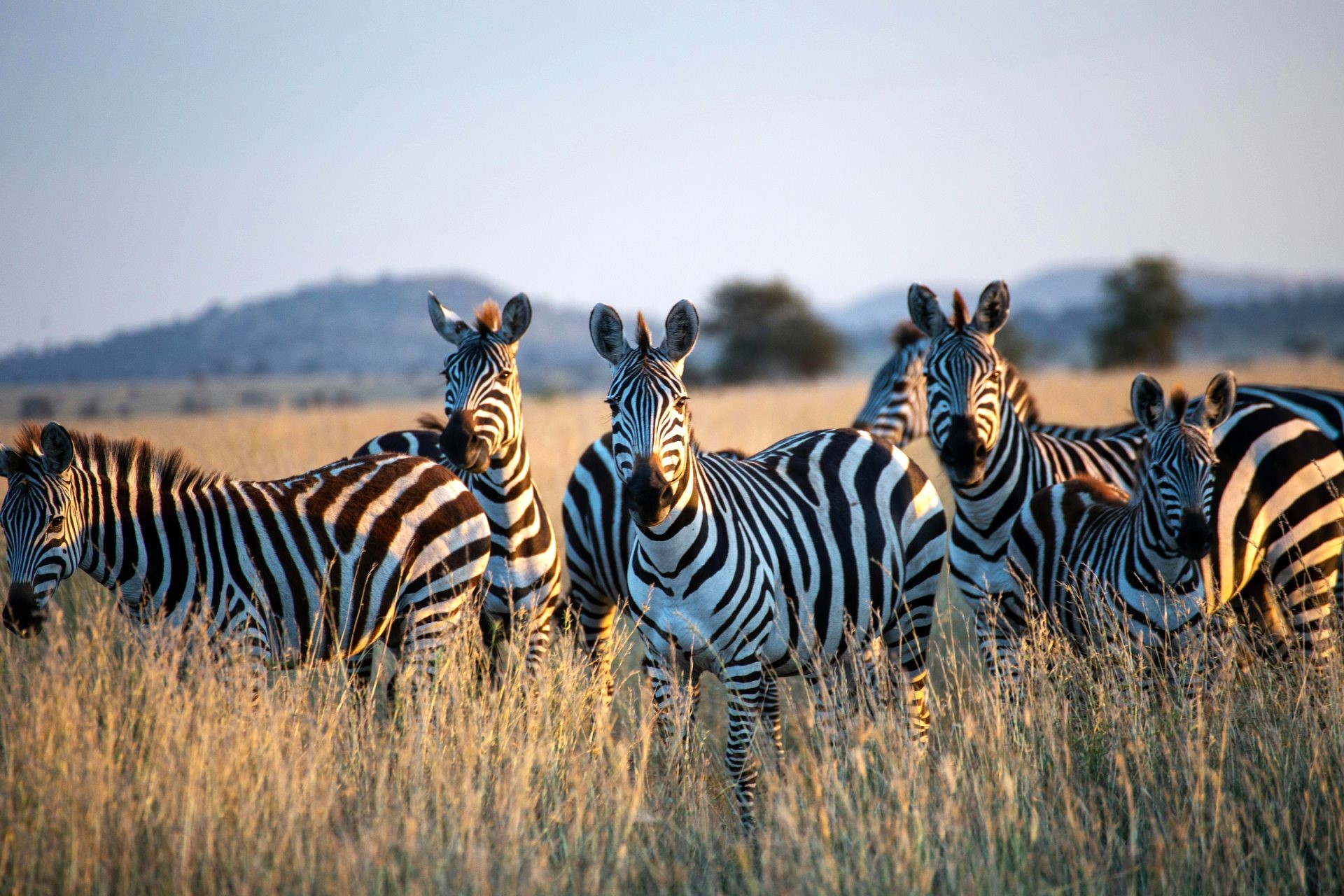 Zebras-in-Field.jpg