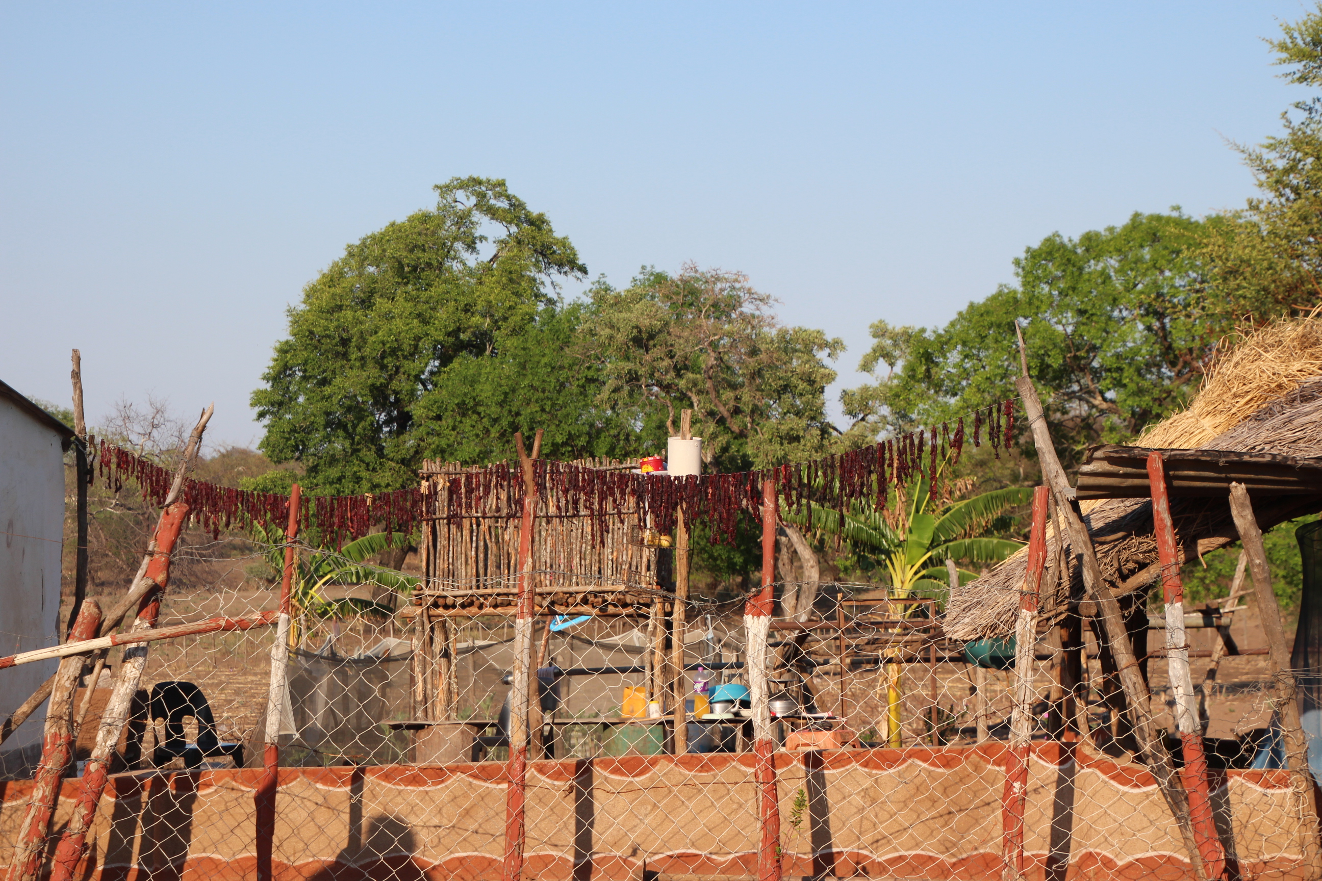 Zimbabwe Elephant meat drying.JPG