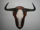 Bluewildebeest002.jpg