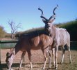 Kudu11.jpg