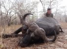 38'' buffalo.jpg