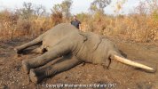 102 pound elephant single tusker 2.JPG