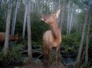 testing his young bugle.jpg