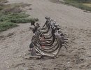 caribou hunt success.jpg