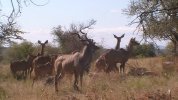 Kudu on alert.jpg