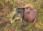 Porcupine for tablefare in the bush camp, Alaska.jpg