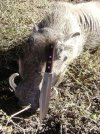 warthoghunt ideal bowie knife.jpg