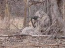 hunting-ghillie-suit[1].jpg