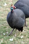 3318834-helemeted-guinea-fowl-with-striking-white-spotted-feathers.jpg