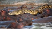 hippo-attacked-the-crocodile01.jpg