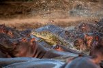 hippo-attacked-the-crocodile02.jpg