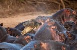 hippo-attacked-the-crocodile04.jpg