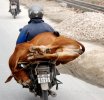 Cow-on-a-Motorcycle-06-634x614.jpg