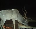 LBG Safaris trail cam (1).JPG