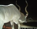 LBG Safaris trail cam (2).JPG