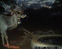 LBG Safaris trail cam (3).JPG