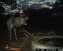 LBG Safaris trail cam (4).JPG