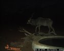 LBG Safaris trail cam (5).JPG