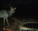 LBG Safaris trail cam (6).JPG