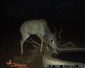 LBG Safaris trail cam (7).JPG