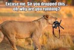 Lion Photo.jpg