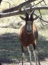 Blesbok Closeup.jpg