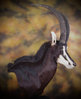 _sable_antelope_taxidermy_zpse6klxgy3.jpg