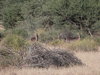 2 waterbuck_zpsnkoglyaf.jpg