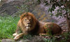 Lion-By-Rumpleteaser-FlickrCC-sized-for-web2-300x180.jpg