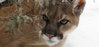 Mt-Lion-by-USFWS-Thumbnail-300x143.jpg