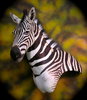 Zebra_taxidermy_2_zps098c2e6e.jpg