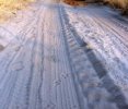 Spotted Hyaena tracks show claws on the ground. The front footprint is always larger than the hi.JPG