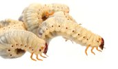 beetle-grub.jpg