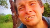 Bear_Grylls_Eats_HUGE_Witchetty_Grub_Cau_97813501_thumbnail.jpg