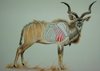 img_kudu-shoulder.jpg